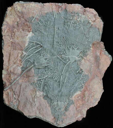 Moroccan Crinoid (Scyphocrinites) Plate #61215